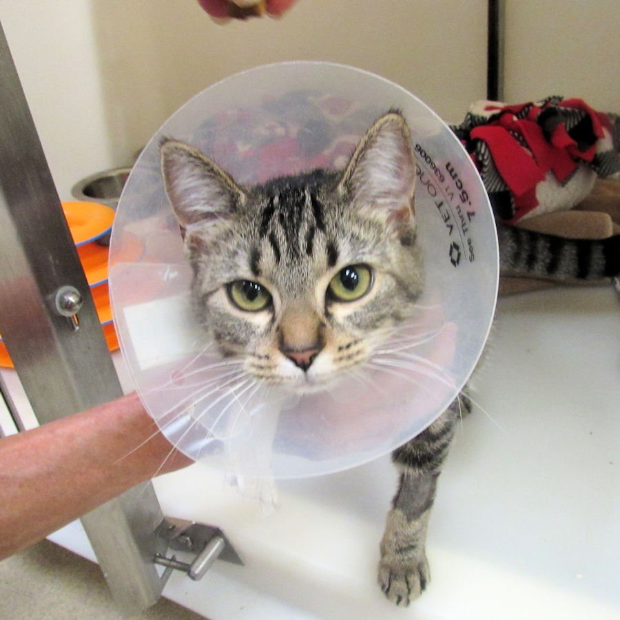 Indian River County Pet of the Week - Week of Feb. 19, 2021